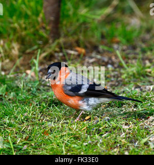 Le bouvreuil bouvreuil commune// Canard colvert (Pyrrhula pyrrhula) une espèce de passereau de la famille des Fringillidae Banque D'Images