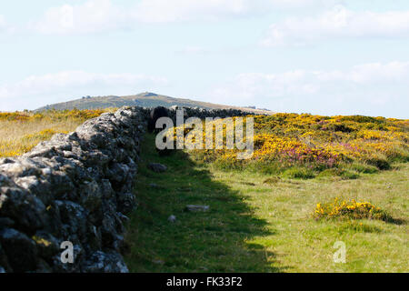 L'ajonc & Heather en pleine floraison à Dartmoor dans le sud-ouest de l'Angleterre, de nombreux murs de granit ont été construites dans l'antiquité les landes Banque D'Images