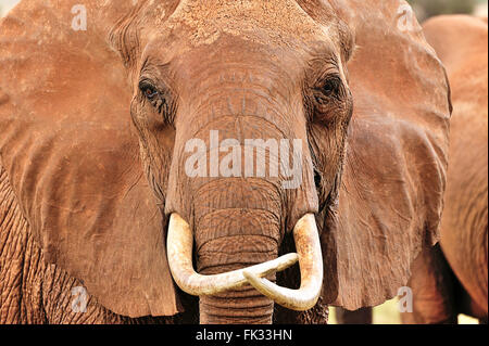 Caractéristique très particulière de faire face à une vieille femme, l'éléphant Loxodonta africana Banque D'Images