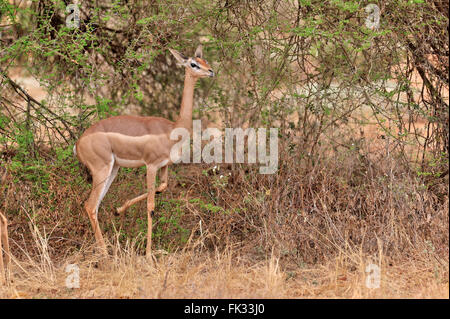 Gerenuk, Waller Litocranius walleri, la gazelle, à Tsavo East National Park, Kenya Banque D'Images