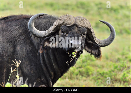 De face, Syncerus caffer Banque D'Images