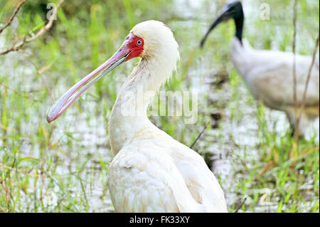 Spatule d'oiseau, Threskiornithidae , à Nakuru, Kenya Banque D'Images
