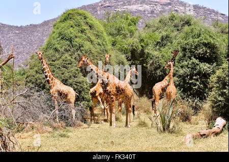 Groupe de girafes, Giraffa camelopardalis, à Samburu Réserver Banque D'Images