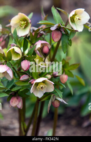 Lenten rose blanche, Black Hellebore Helleborus niger, Banque D'Images