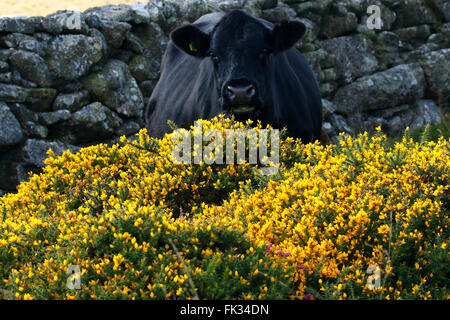 L'ajonc & Heather en pleine floraison à Dartmoor dans le sud-ouest de l'Angleterre, de nombreux murs de granit ont été construites dans l'antiquité les landes Banque D'Images