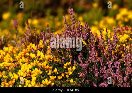 L'ajonc & Heather en pleine floraison à Dartmoor dans le sud-ouest de l'Angleterre, de nombreux murs de granit ont été construites dans l'antiquité les landes Banque D'Images