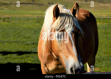 Cheval sellé Brown le pâturage dans le domaine. Banque D'Images