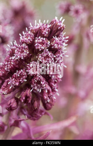 Petasites hybridus, butterbur commun fleur de gros plan Banque D'Images