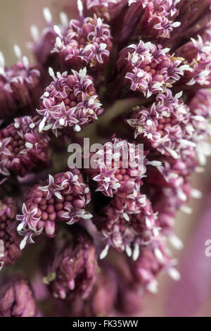 Petasites hybridus, butterbur commun fleur de gros plan Banque D'Images