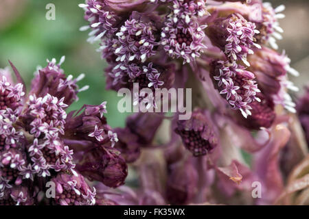 Petasites hybridus, butterbur commun fleur de gros plan Banque D'Images