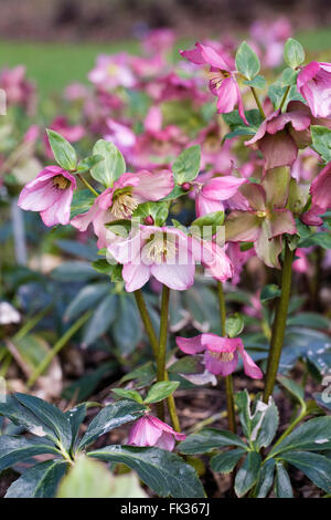 Helleborus x hybridus 'Walberton Huis's Rosemary' floraison dans le jardin. Banque D'Images