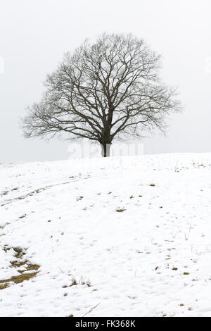 Arbre de chêne solitaire sur une colline enneigée Banque D'Images