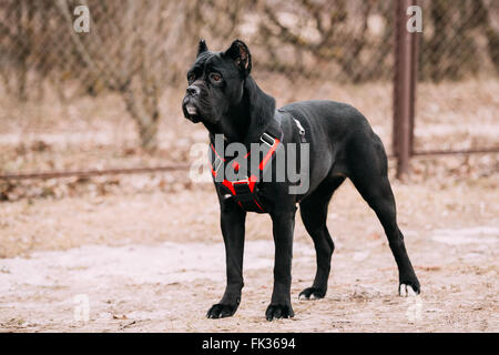 Jeune Noir Cane Corso chien chiot à l'extérieur. Big Dog breeds Banque D'Images