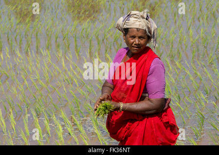 Femme Le repiquage du riz sur des rizières, près de Tiruvannamalai Banque D'Images