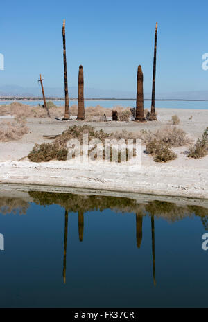 Les arbres morts sur les rives de la mer de Salton, Salton Sea Beach, California, USA Banque D'Images