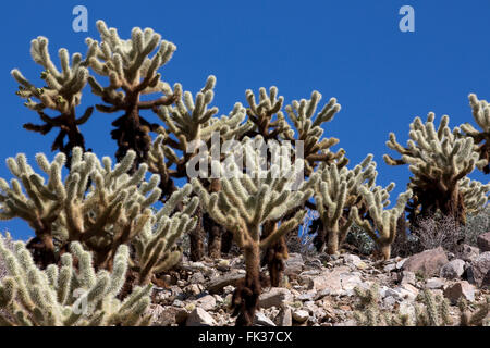 Cholla Cactus sur une crête, Anza-Borrego Desert State Park, Californie, USA Banque D'Images