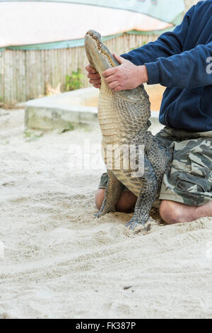 Personne effectuant un alligator avec bac 2007 dans les Everglades de Floride. Banque D'Images