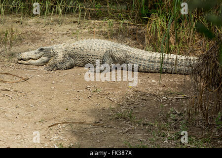 Alligator énorme au soleil dans les Everglades de Floride. Banque D'Images