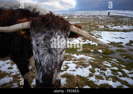 Un longicorne vache dans un champ couvert de neige au coucher du soleil Banque D'Images