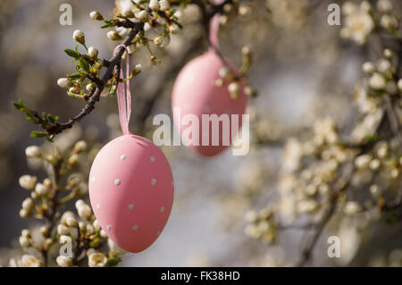 Les oeufs de pâques rose accrochée à un prunier en fleurs. Copie espace à droite Banque D'Images