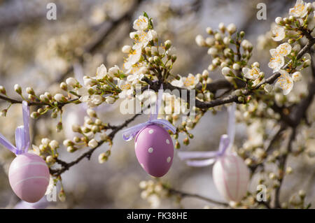 Les oeufs de pâques violette accroché sur un prunier en fleurs Banque D'Images