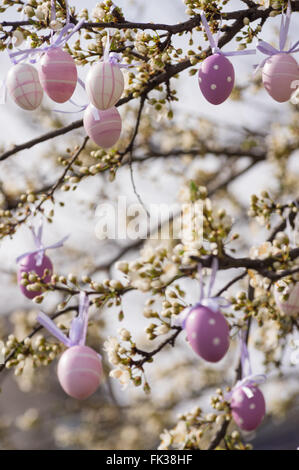 Les oeufs de pâques violette accroché sur un prunier en fleurs Banque D'Images