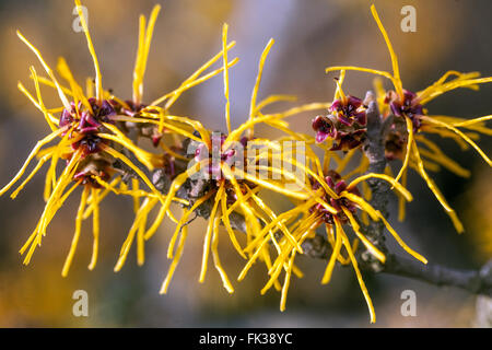 Hamamelis x intermedia 'parfum','Gimborn Sorcière-hazel Banque D'Images