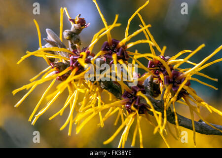 Hamamelis x intermedia 'parfum','Gimborn Sorcière-hazel Banque D'Images