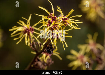 Hamamelis x intermedia 'parfum','Gimborn Sorcière-hazel Banque D'Images