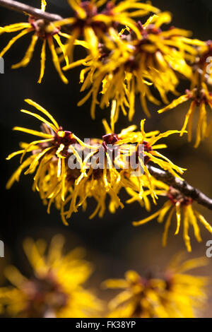 Hamamelis x intermedia 'parfum','Gimborn Sorcière-hazel Banque D'Images