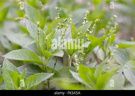 Le mercure du chien (Mercurialis perennis). Plante vivace de la famille des bois Euphorbiaceae, en fleurs Banque D'Images