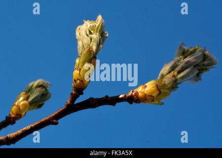 Alisier torminal (sorbus torminalis). Un arbre dans la famille des rosacées (Rosaceae), avec l'éclatement de nouvelles feuilles des bourgeons Banque D'Images