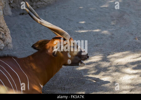 La montagne, l'Est (Bongo Tragelaphus eurycerus isaaci) Banque D'Images