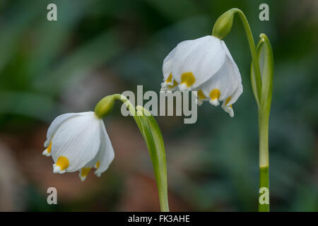 Flocon de neige de printemps Leucojum vernum Banque D'Images