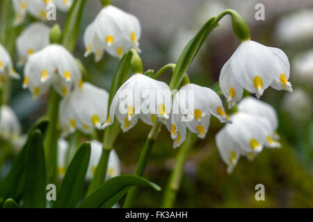 Flocon de neige de printemps Leucojum vernum close up Banque D'Images