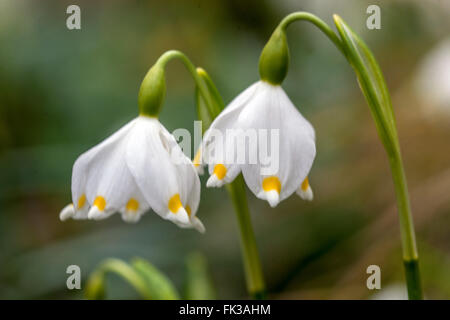 Flocon de neige de printemps Leucojum vernum close up Banque D'Images