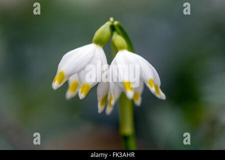 Flocon de neige de printemps Leucojum vernum fleurs blanches Banque D'Images