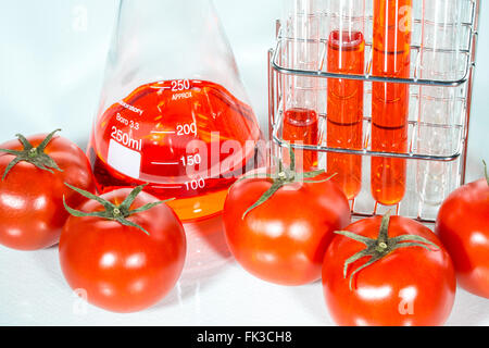 Test de légumes, tomates, la modification génétique, expérience scientifique Banque D'Images