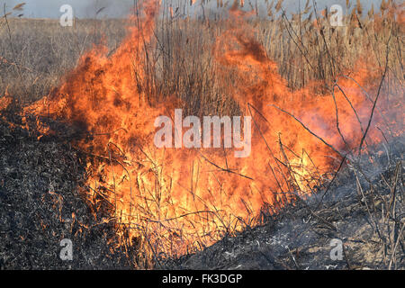 La combustion de l'herbe sèche et de roseaux. Le nettoyage des champs et fossés du taillis de l'herbe sèche. Banque D'Images