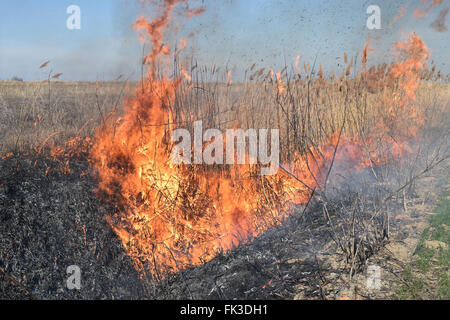 La combustion de l'herbe sèche et de roseaux. Le nettoyage des champs et fossés du taillis de l'herbe sèche. Banque D'Images