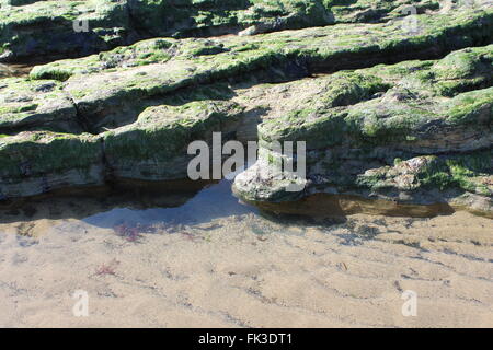 Des rochers et des algues at beach Banque D'Images