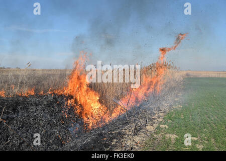 La combustion de l'herbe sèche et de roseaux. Le nettoyage des champs et fossés du taillis de l'herbe sèche. Banque D'Images