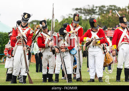 Guerres napoléoniennes les adopter de nouveau, l'histoire vivante. 1er régiment anglais Redcoat, alignés, le rechargement des mousquets après avoir tiré une salve au cours d'un combat. Banque D'Images