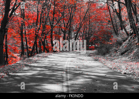 À vide, grâce à une forêt d'automne rouge dans un paysage noir et blanc Banque D'Images