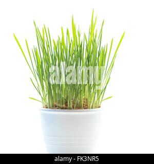 Growing green grass in pot isolé sur fond blanc. Banque D'Images