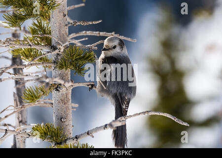 Le Mésangeai du Canada (Perisoreus canadensis), mésangeai du Canada, également jay ou Whiskey Jack, est membre de la corneille et Jay famille. Banque D'Images