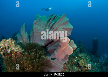 Oreille d'éponge (Ianthella basta) avec diver Banque D'Images