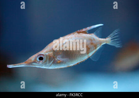 Une espèce snipefish, Macroramphosus scolopax, également connu sous le nom de colonne vertébrale, bellowsfish commun poissons trompette, ou poissons-trompette. Banque D'Images