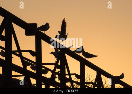 Les marais de Tottenham, London, UK. 7 mars 2016. Météo France : Black mouettes éveillé à partir de leur lieu de repos au cours d'un lumineux, clair et toujours l'aube sur Tottenham des marais. Credit : Patricia Phillips/Alamy Live News Banque D'Images