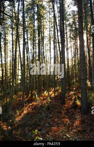 Forêt de pins dense de fougères et de la lumière du soleil passant à travers. Banque D'Images